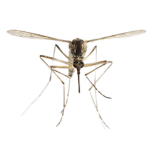 mug insectenbeet muggenbult lavendel