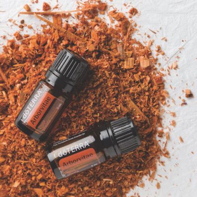 1x1-400x400-arborvitae-study-d