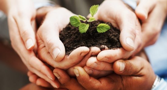 Business growth - Closeup of hands holding green plant indicating teamwork